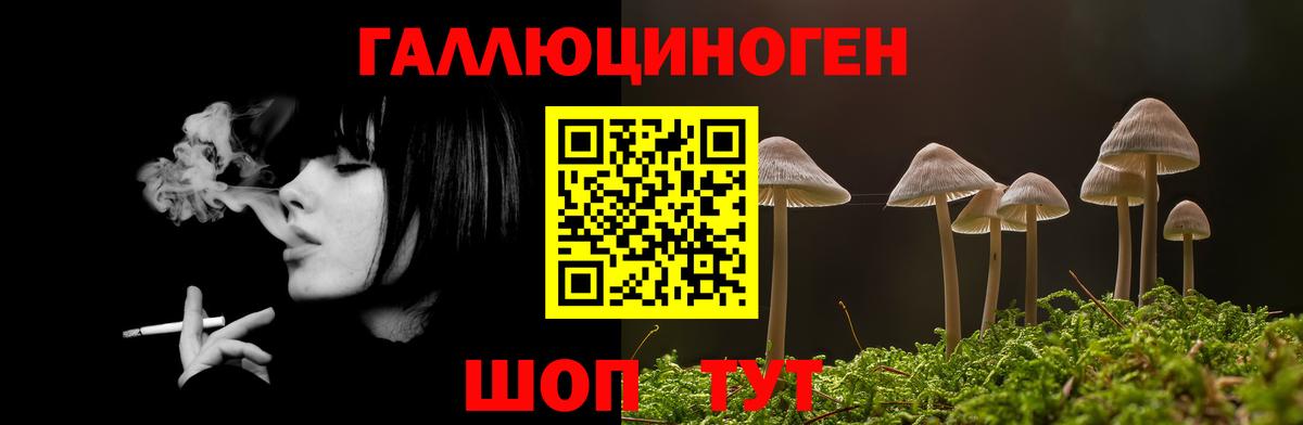 Псилоцибиновые грибы Psilocybe Кисловодск